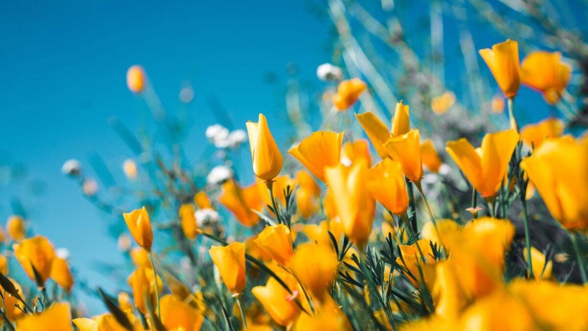 orange petaled flowers